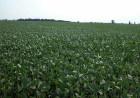 Brazilian Competition in Soybean Production