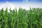 China corn production and use increases