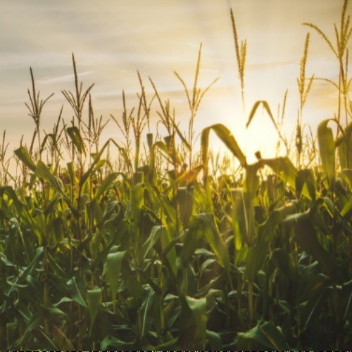 Fall 2024 Farmland Insights Newsletter Newsletter