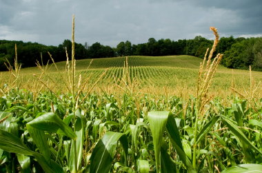 Goodwin & Associates Real Estate, LLC Services for Illinois farm, commercial, development, residential real estate