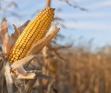 Goodwin & Associates Real Estate, LLC Illinois Recent Land Sales